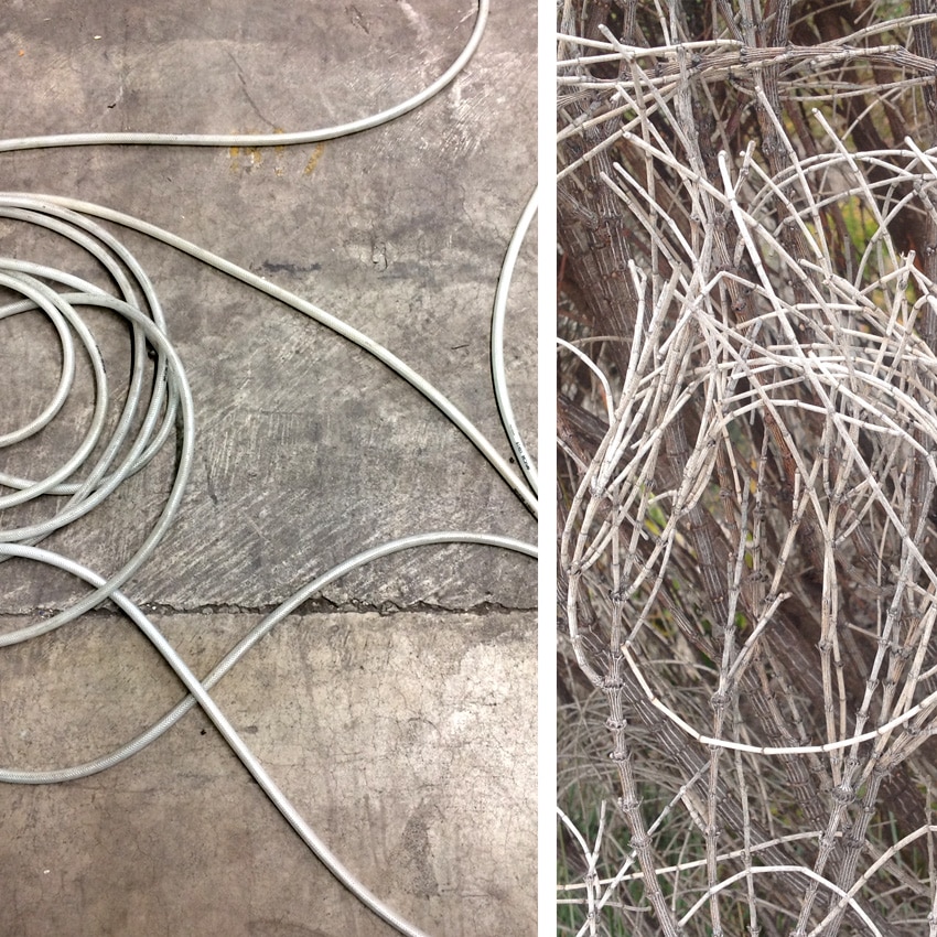 factory flex with tasmanian tree roots